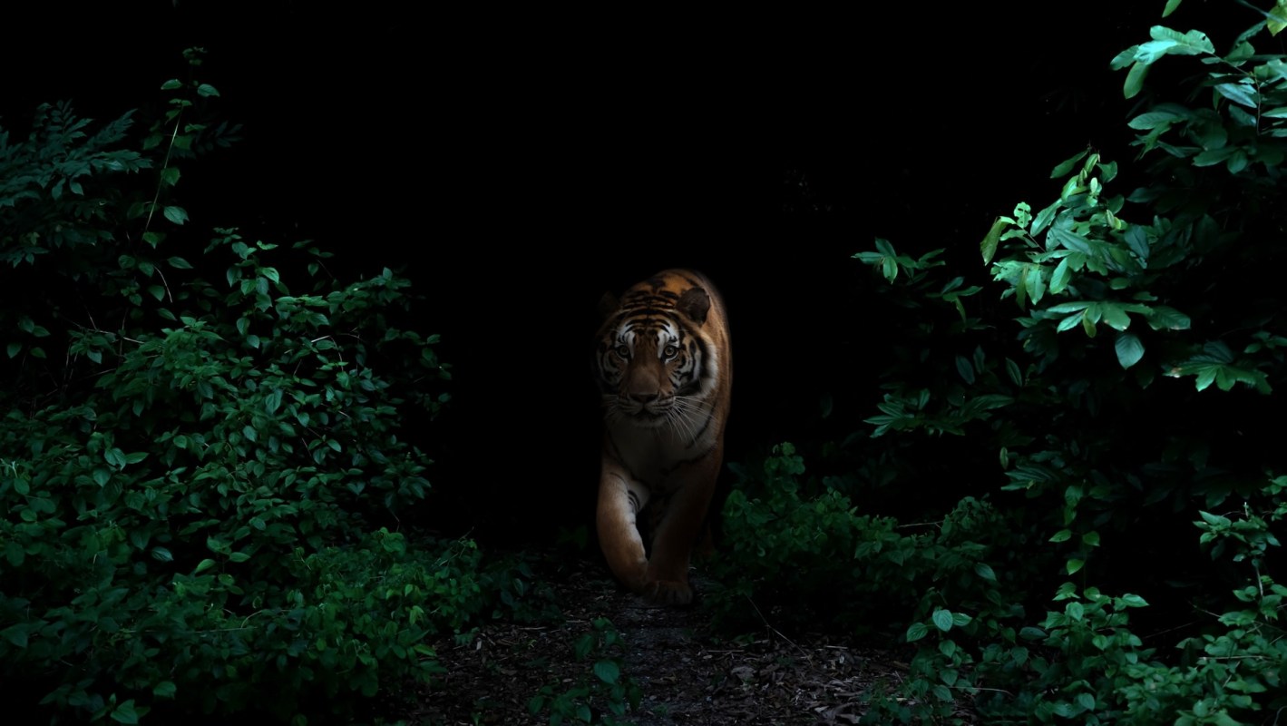 Saving endangered species is critical to the survival of every living thing on the planet.