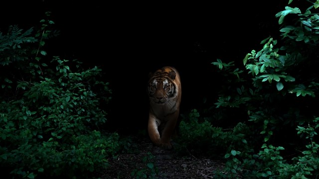 Saving endangered species is critical to the survival of every living thing on the planet.