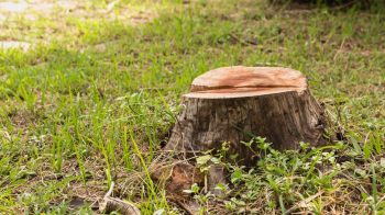 "Get an arborist to evaluate the remaining trees ASAP."