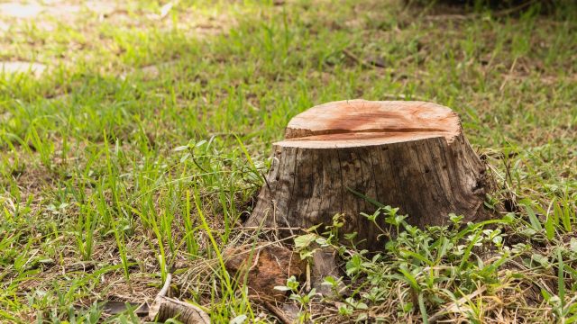"Get an arborist to evaluate the remaining trees ASAP."