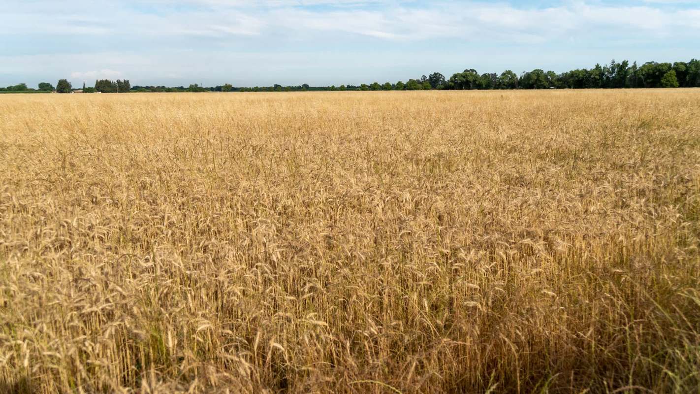 "We could potentially predict to see a major yield loss."