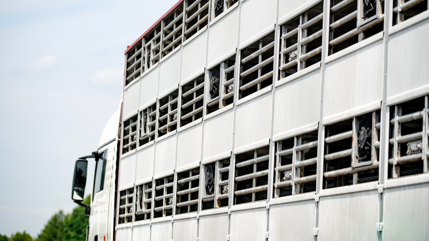 A growing number of wildlife species are being smuggled into illegal trade networks.