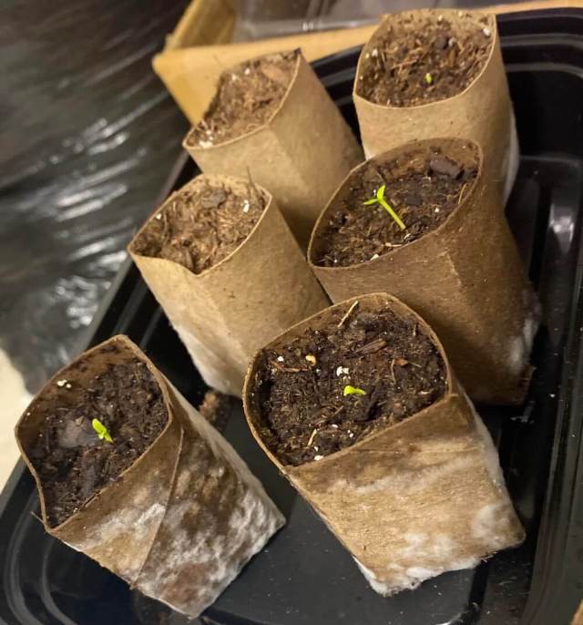 "They don't harm the plants."