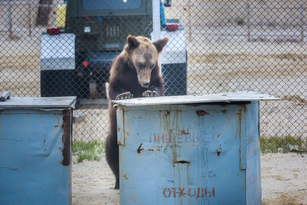 Bears have become more clever in some ways.