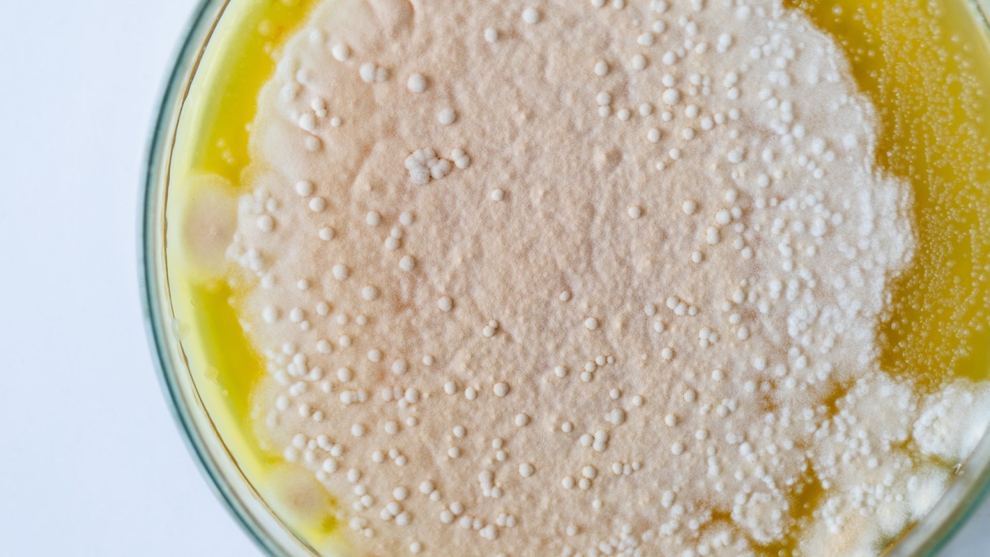 Think of it like perfecting a sourdough starter, but for a material that could change manufacturing.