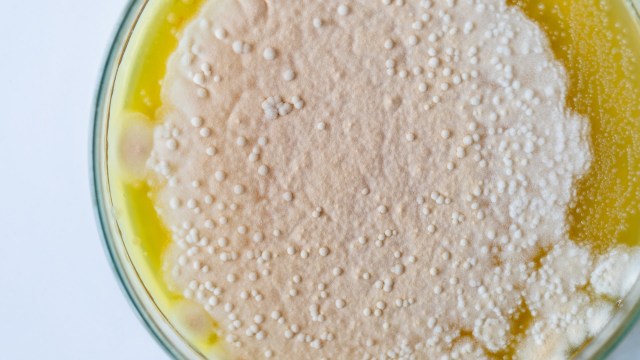 Think of it like perfecting a sourdough starter, but for a material that could change manufacturing.