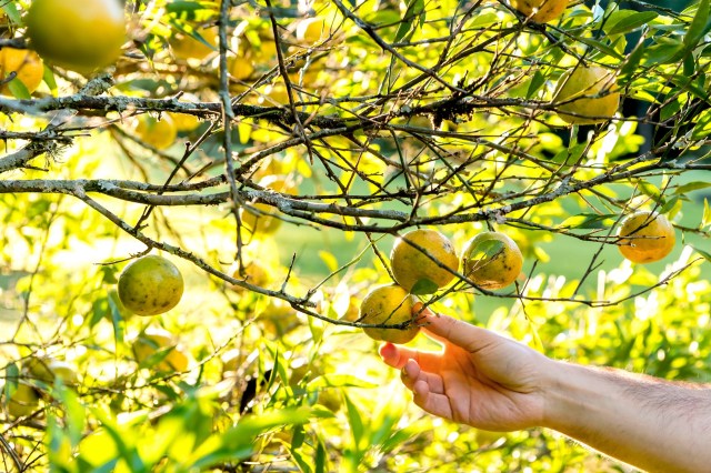 Some growers may even begin to cease operations.