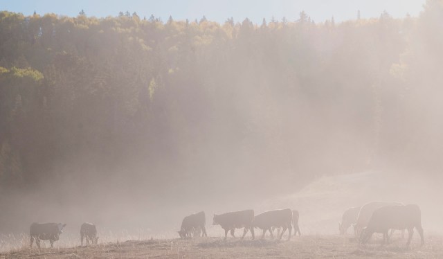 Dust storms, and other extreme weather events, have become more common in recent years.