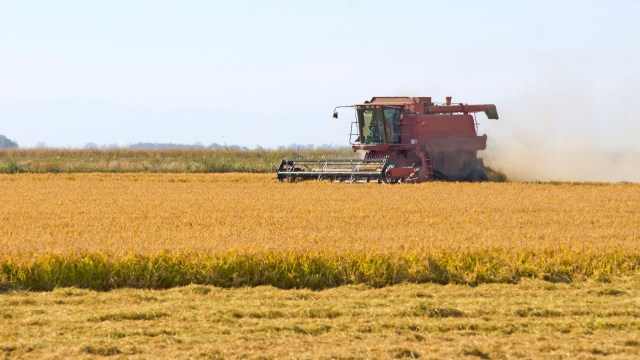 The results were a surprisingly healthy crop, produced with a fraction of the usual water.