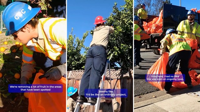 Clean-up crews gathered fallen and at-risk fruit to stop the spread.