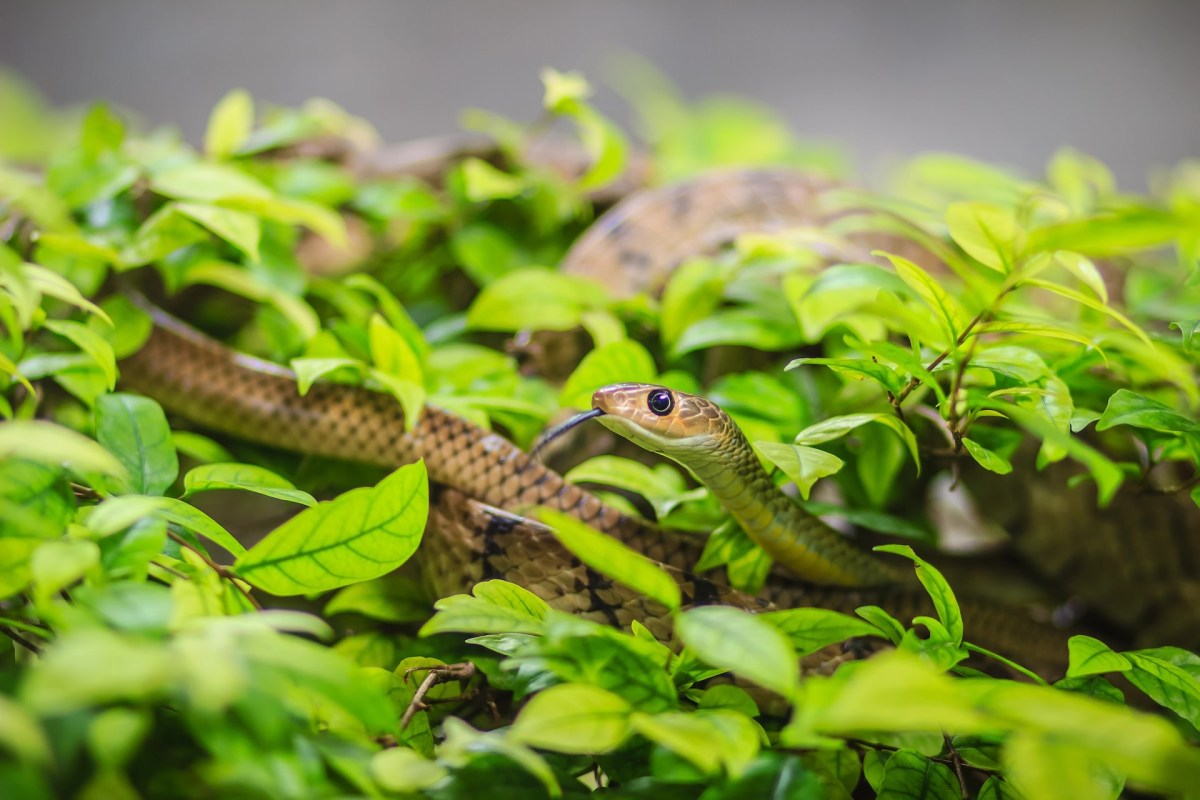 "People have the impression that only men are fearless to handle snakes."