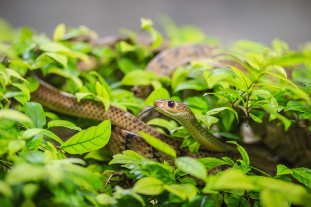 "People have the impression that only men are fearless to handle snakes."