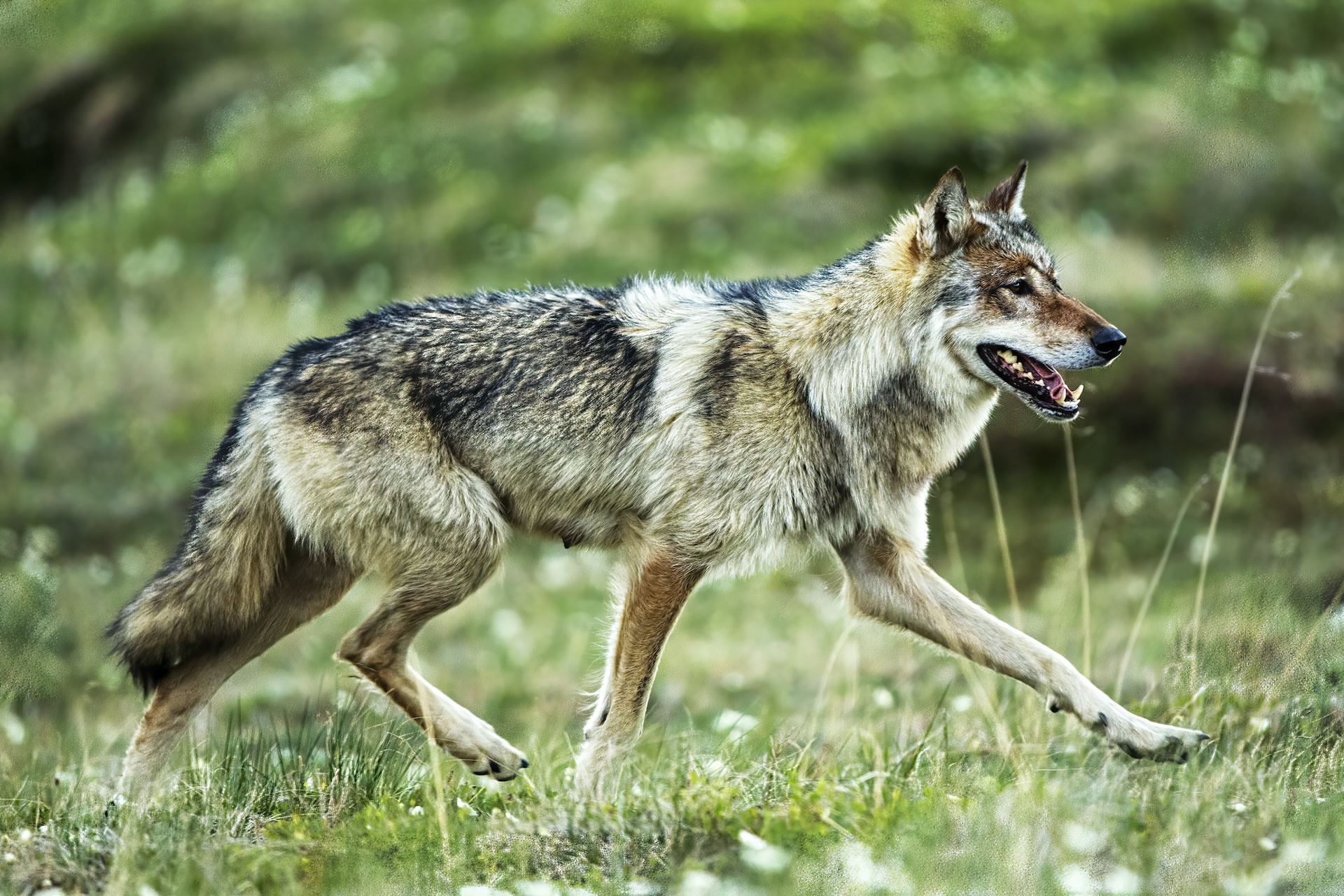 "They can do what wild animals do best — adapt and survive."