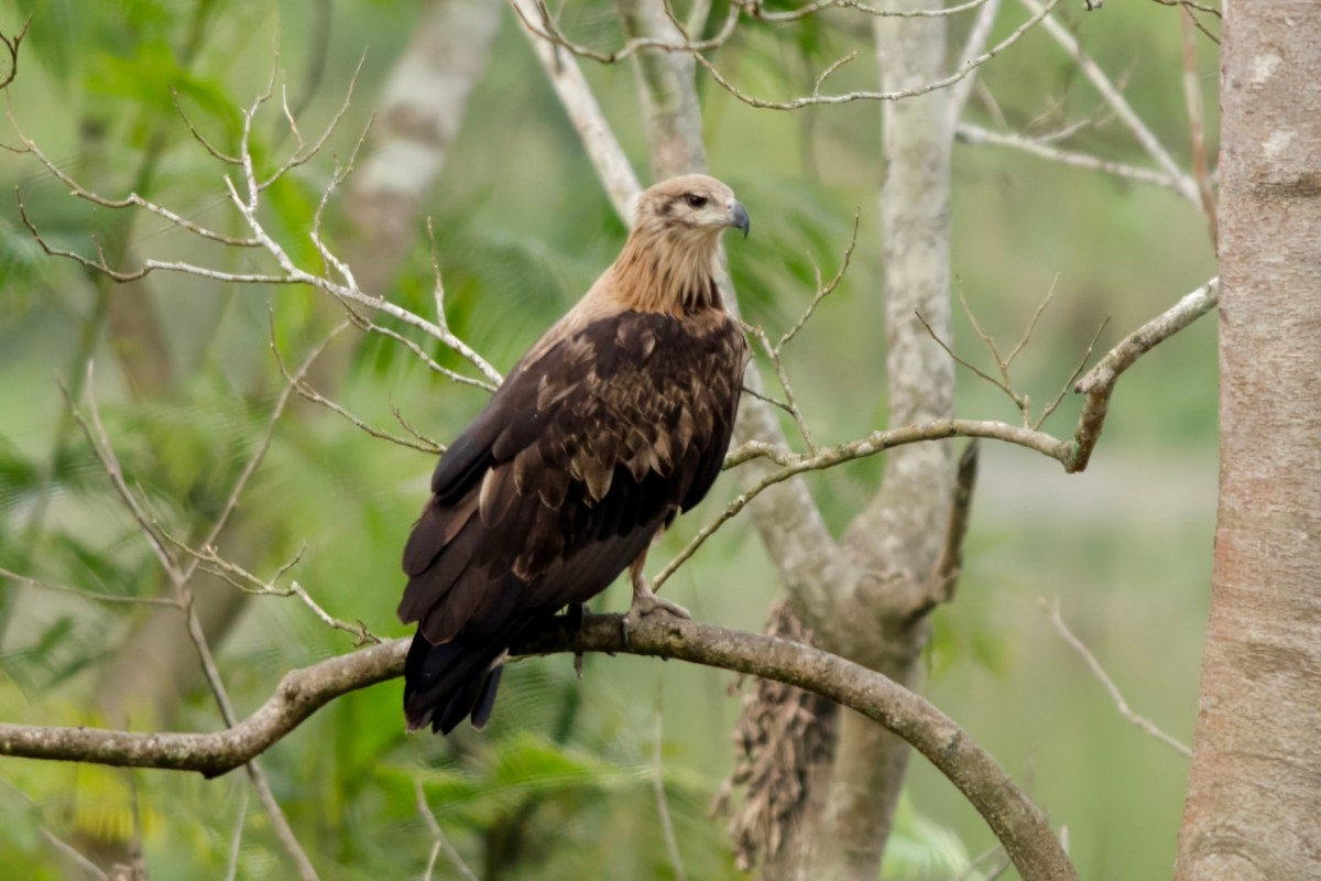 "One of the best locations on earth to observe this bird."