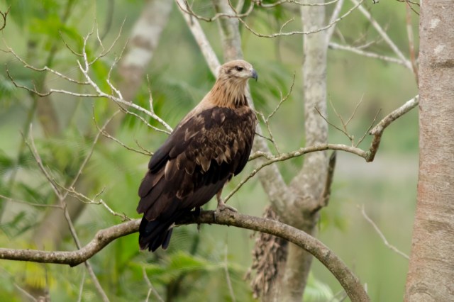 "One of the best locations on earth to observe this bird."