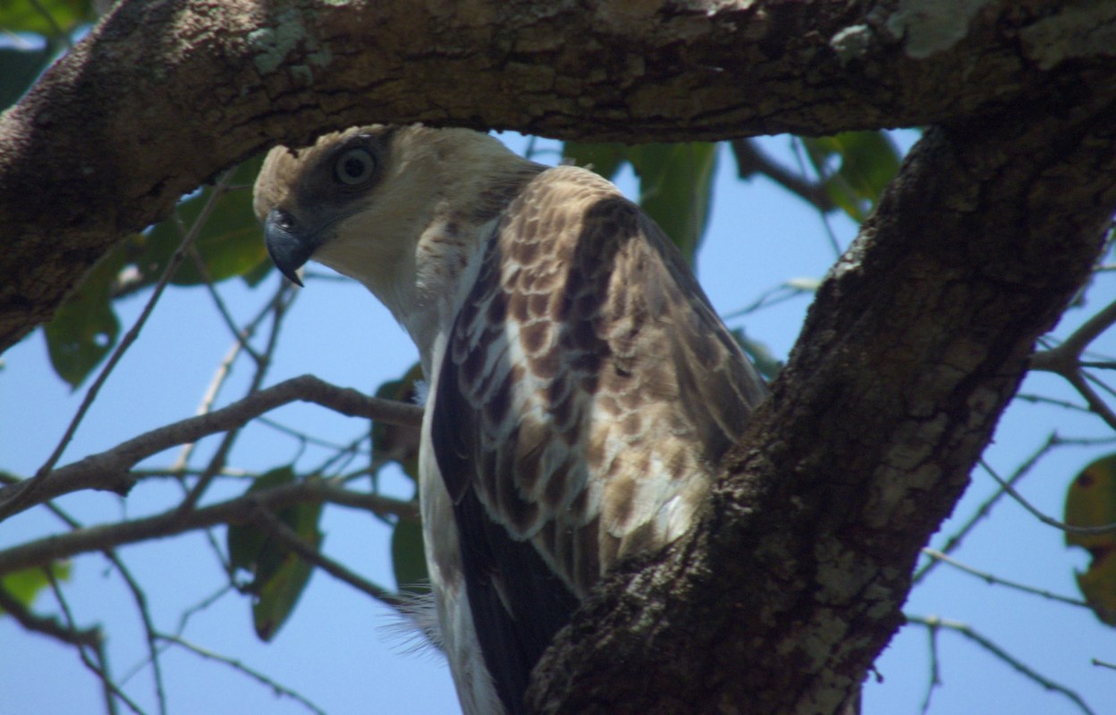 "It means we still have healthy patches of forest that can support top predators."