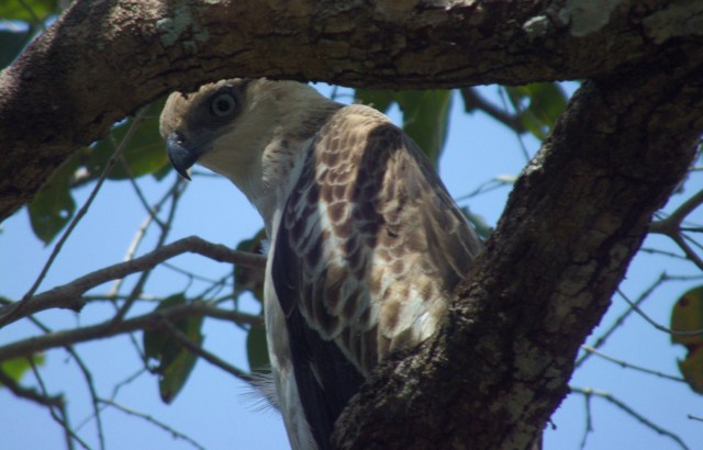 "It means we still have healthy patches of forest that can support top predators."