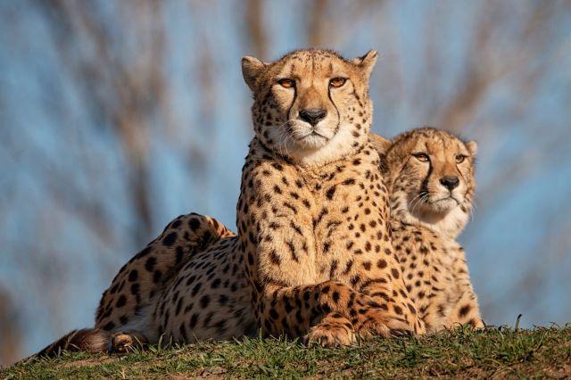 Earth's ecosystems are naturally biodiverse.