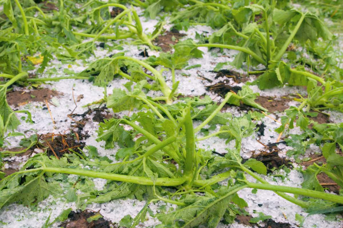 The crop is crucial to global food security.