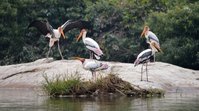 Conservationists estimate their global population at around 5,000.