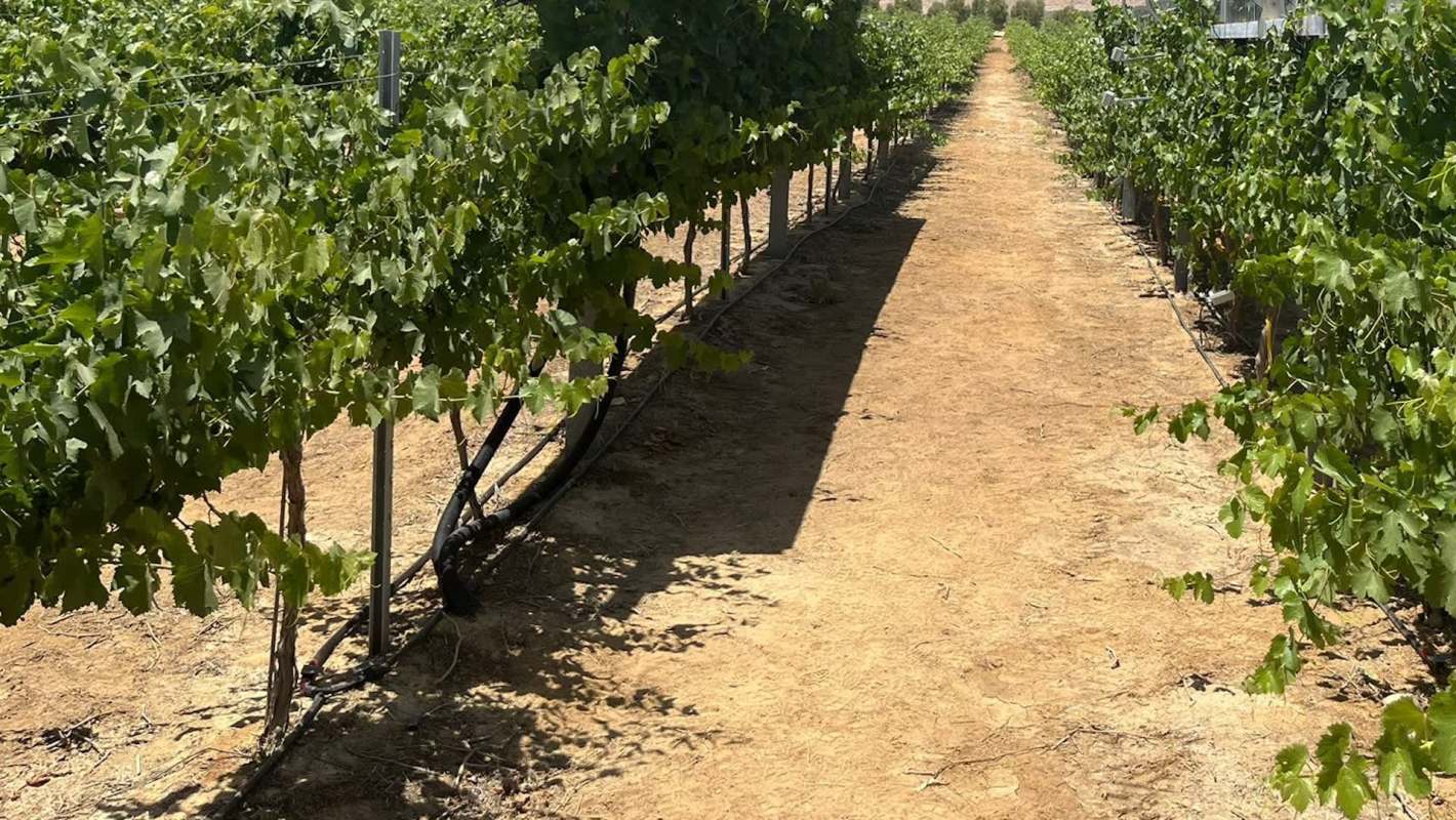 "Exactly the right amount goes to the grape."