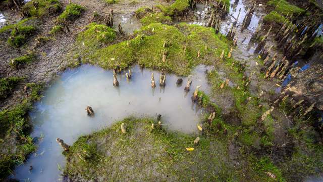 It’s difficult to overstate how important mangrove forests are.