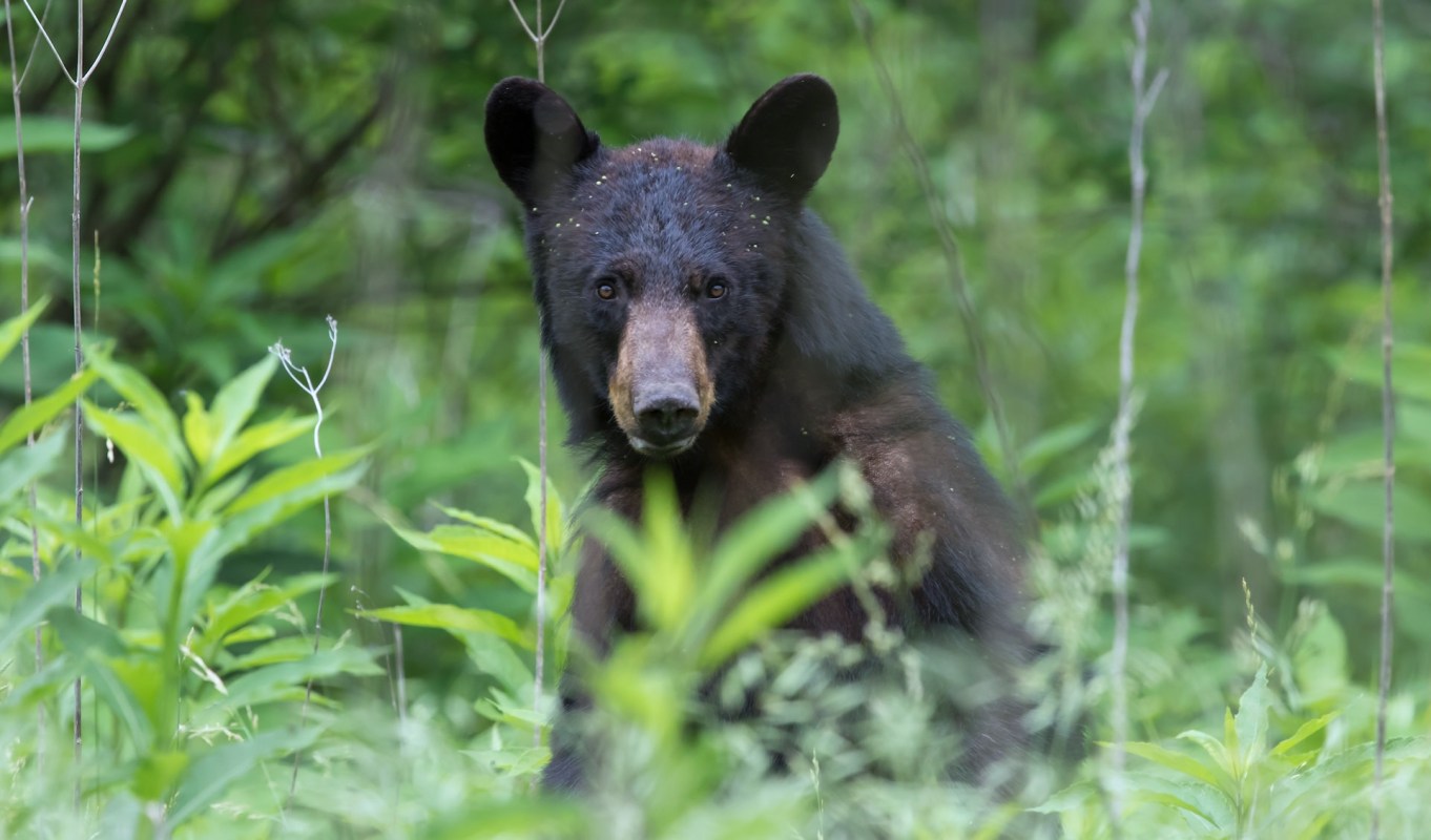 "These animals had become food-conditioned and habituated to human presence."