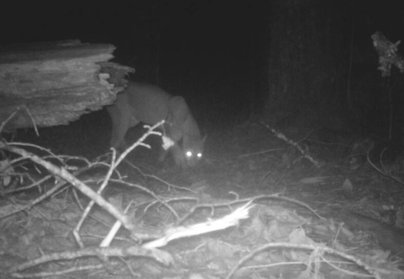 The puma seen at Cusuco National Park