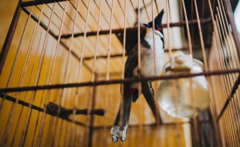 "The bill addresses a frequently overlooked consequence of trafficking animals."