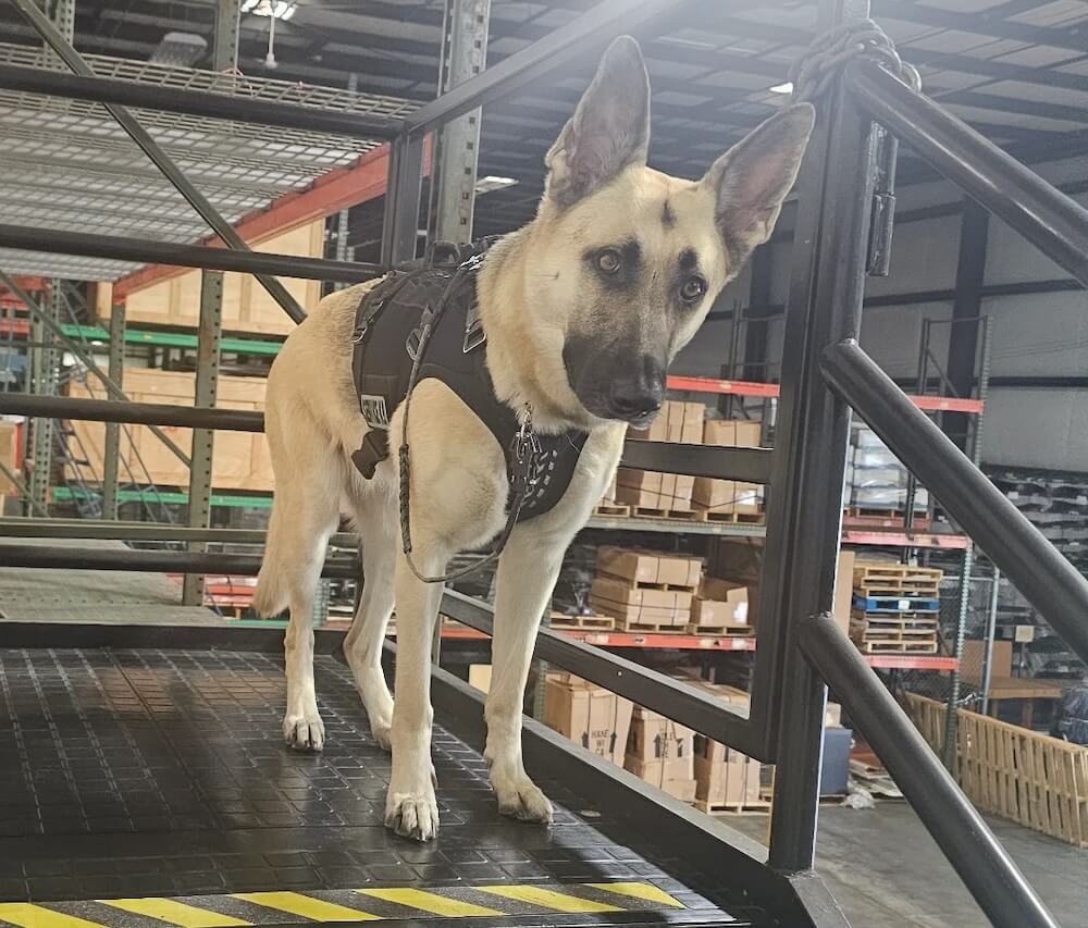 "Dogs are just amazing."