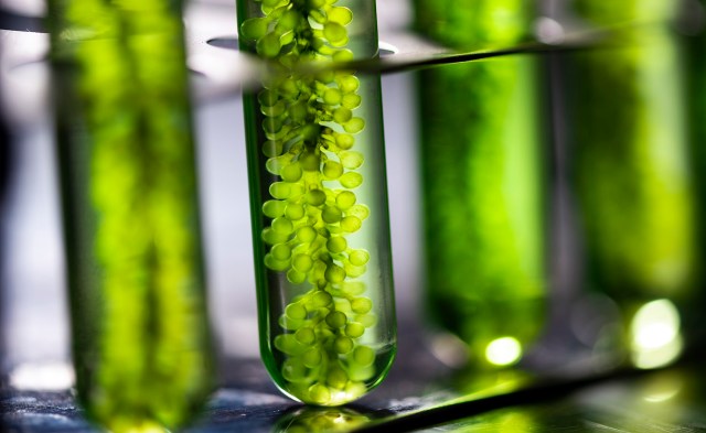 Only about half of the chemical fertilizers spread onto fields is actually taken in by the plants.