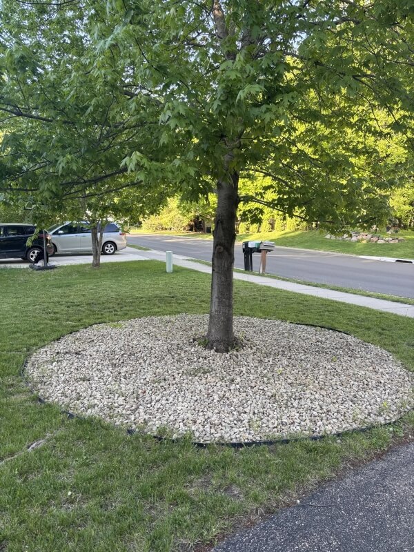 "The roots are stressed, which is going to affect the tree."