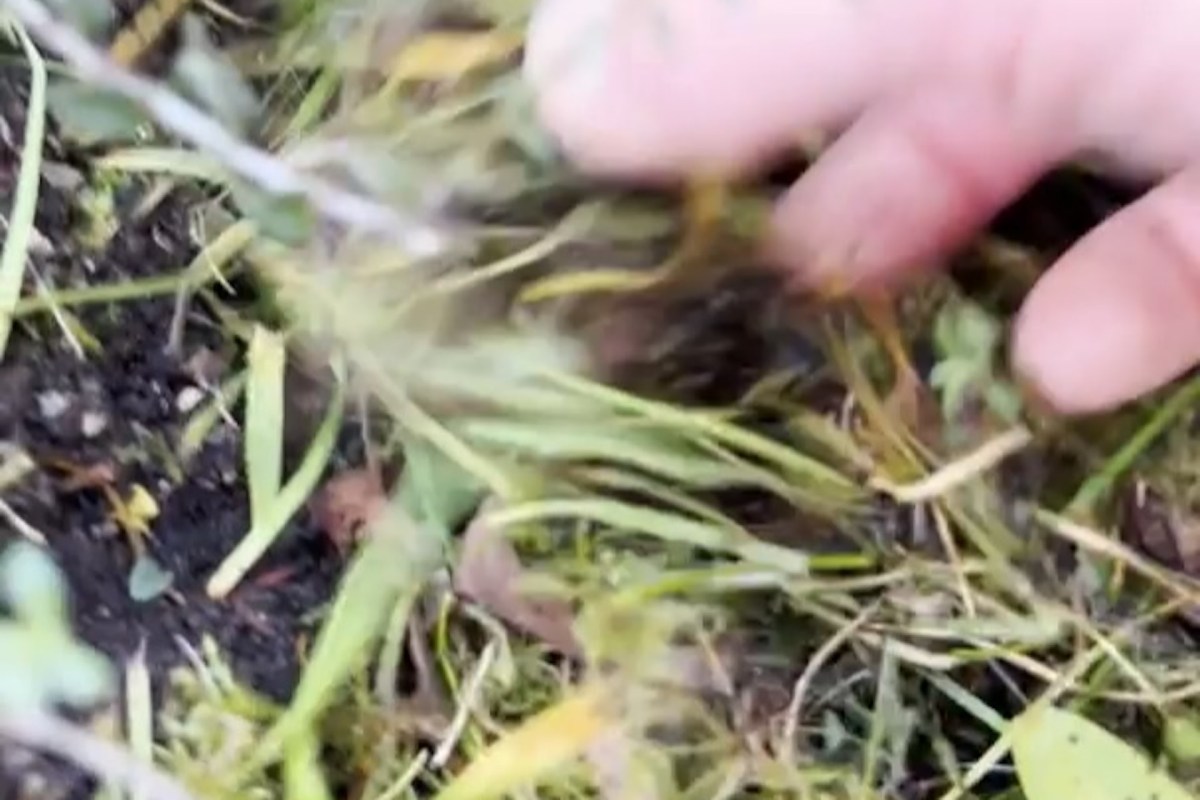 "I grow enough veggies to share a bit with the wildlife."