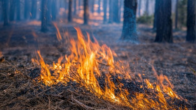 While assessing the fire damage, officials found that only these habitats were untouched.