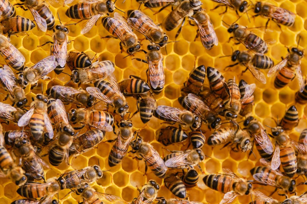 The issue could ultimately put our food supply at risk.