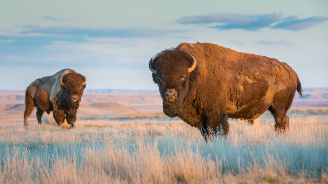 "Buffalo as wildlife allows the animals to exist on the landscape."