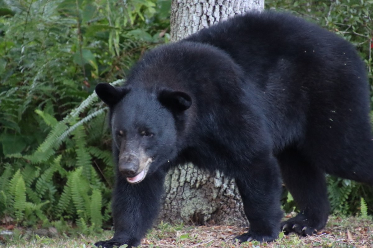 Never go looking for black bears on your own.
