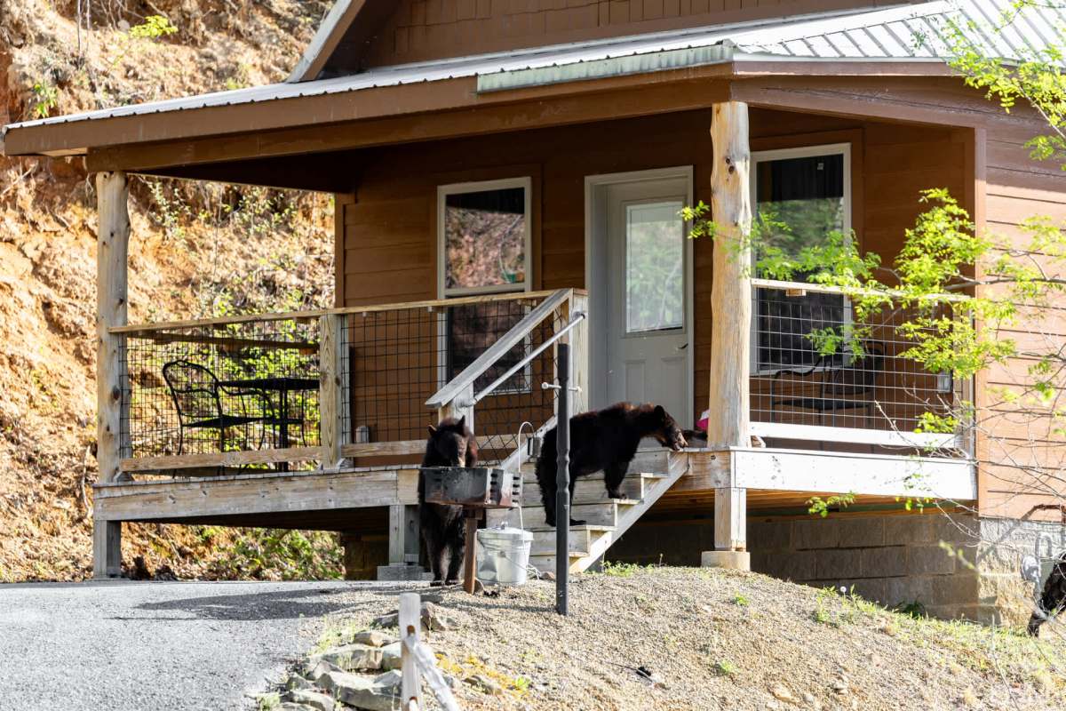 "Bears are hungry and in search of easy food."