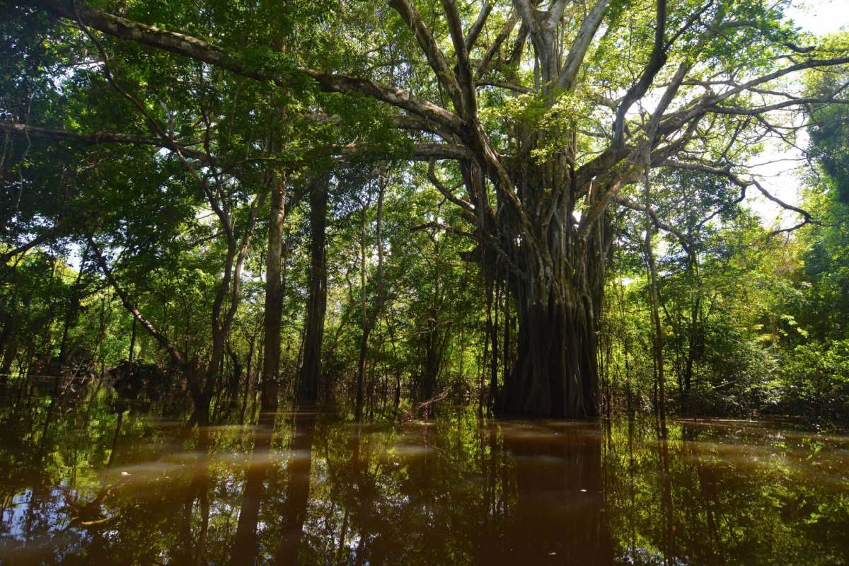 "Nearly 45% ... live in protected areas, but deforestation continues to fragment their habitat."