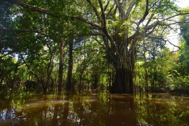 "Nearly 45% ... live in protected areas, but deforestation continues to fragment their habitat."