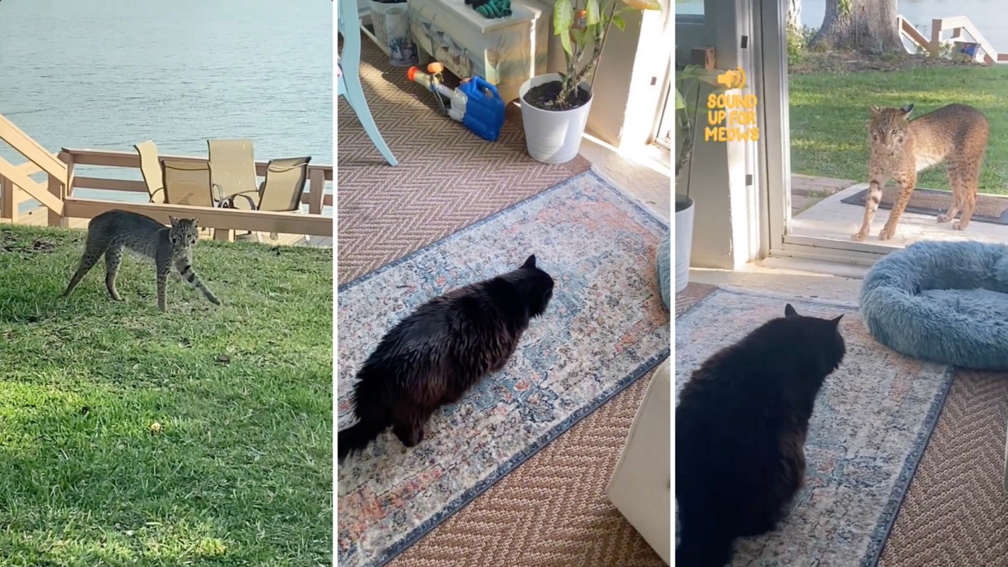 "The craziest thing I've ever seen an animal do."
