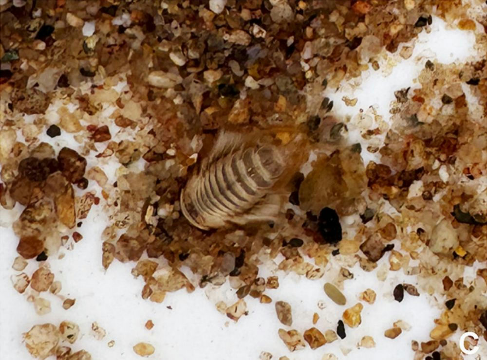 Researchers used a clever method to make the discovery.