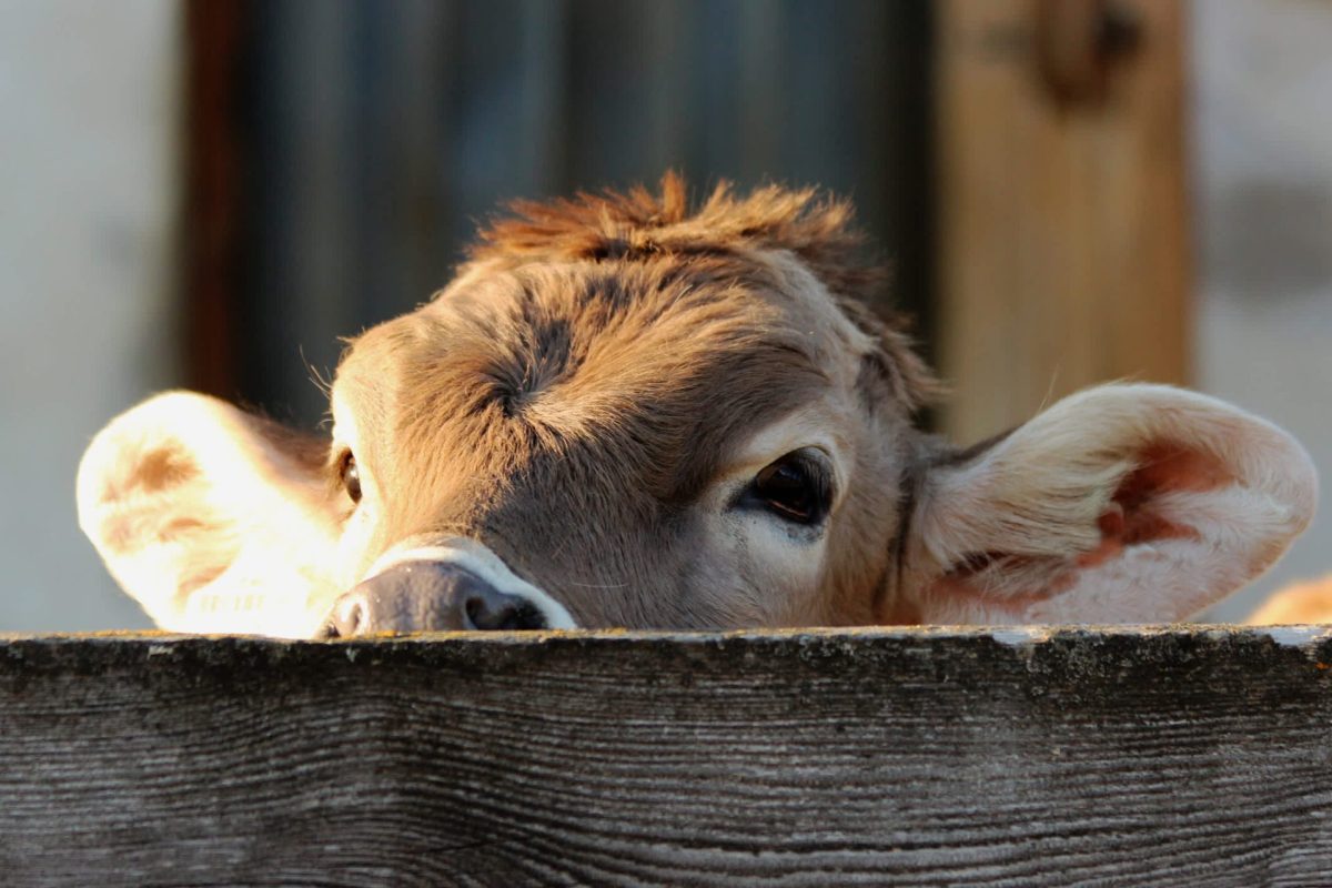 "Going to be key to continuing to provide nutritious food to the public."