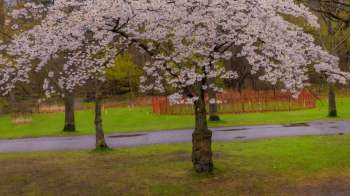 Removing cherry blossoms directly from the tree can negatively impact its overall health.