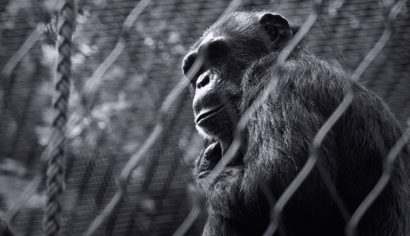 "These animals need to be taken away from the zoo."