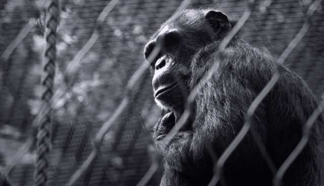 "These animals need to be taken away from the zoo."