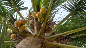 As coconut-producing nations continue to see their supply strained, they've started passing laws to limit exports.