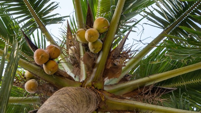As coconut-producing nations continue to see their supply strained, they've started passing laws to limit exports.