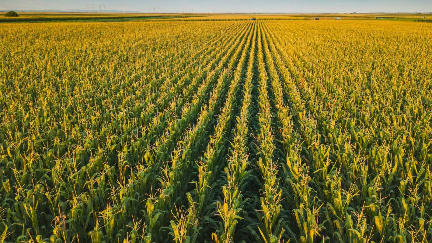 "It could be a way for farmers to diversify their land uses."