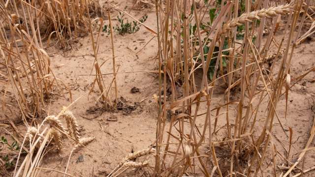 It's a sign that even the best models could leave farmers unprepared.